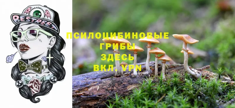 что такое   Кировград  Псилоцибиновые грибы Magic Shrooms 